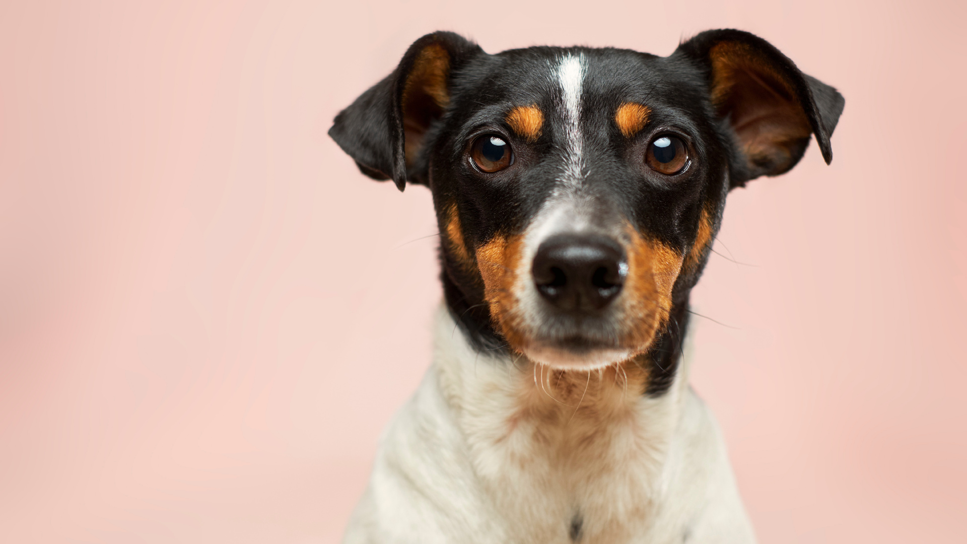 Hund, Dogge, Kleine Hunde Adoptieren Kostenlos Einen Welpen, Katze, Haustieradoption. Wallpaper in 1920x1080 Resolution