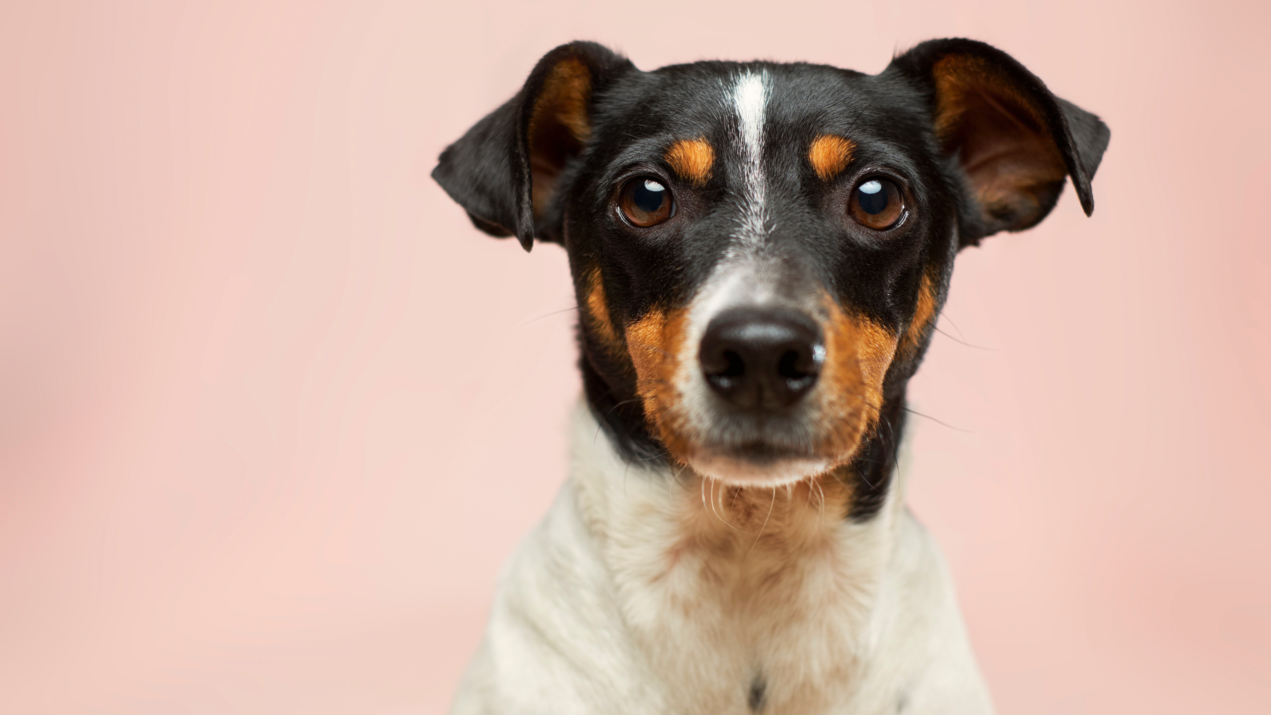 Hund, Dogge, Kleine Hunde Adoptieren Kostenlos Einen Welpen, Katze, Haustieradoption. Wallpaper in 2560x1440 Resolution