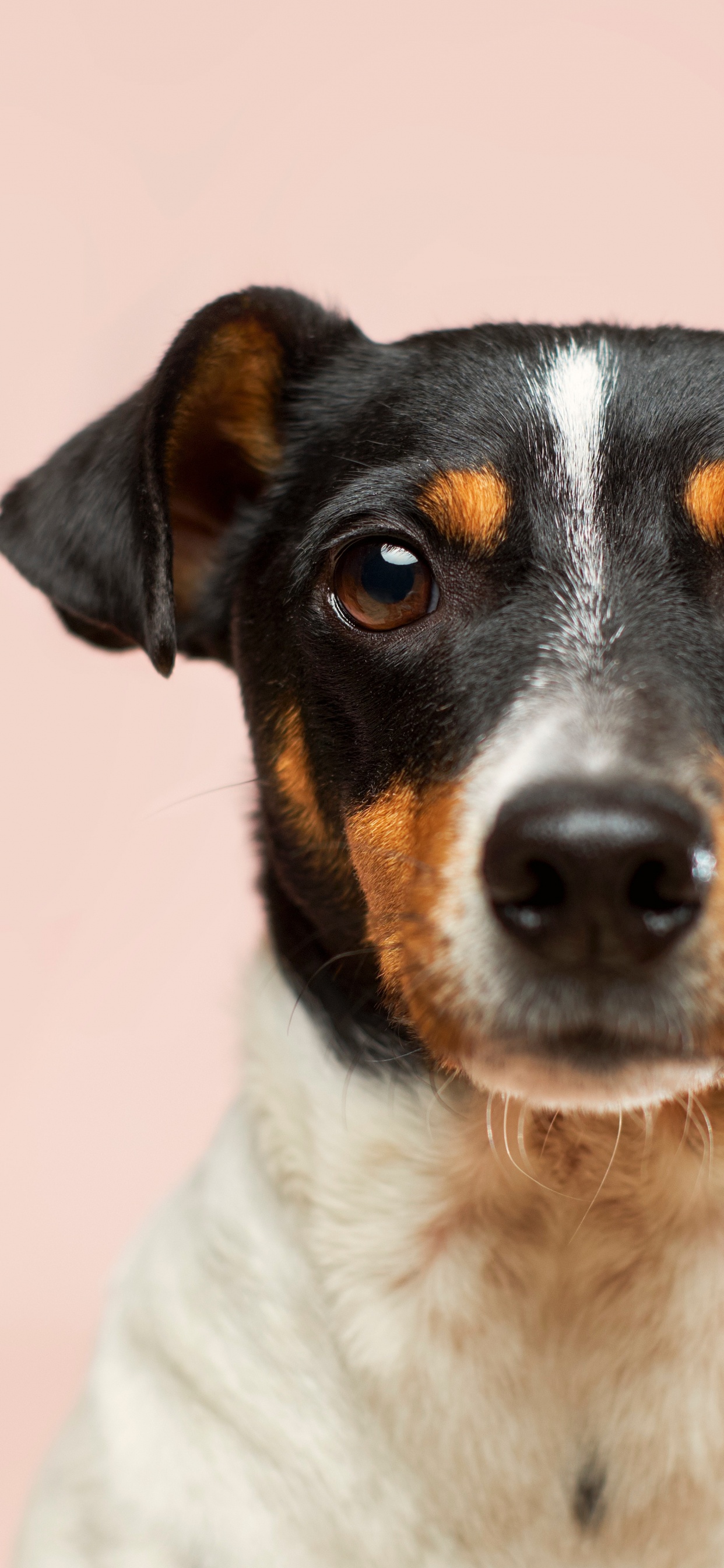 Perro, Gran Danés, Perros Pequeños Adoptan un Cachorro Gratis, Gato, Adopción de Mascotas. Wallpaper in 1242x2688 Resolution