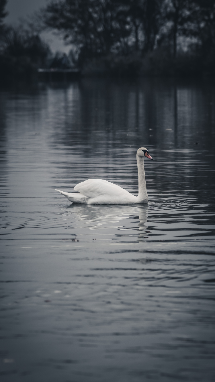 Cisne Blanco en el Agua Durante el Día. Wallpaper in 750x1334 Resolution