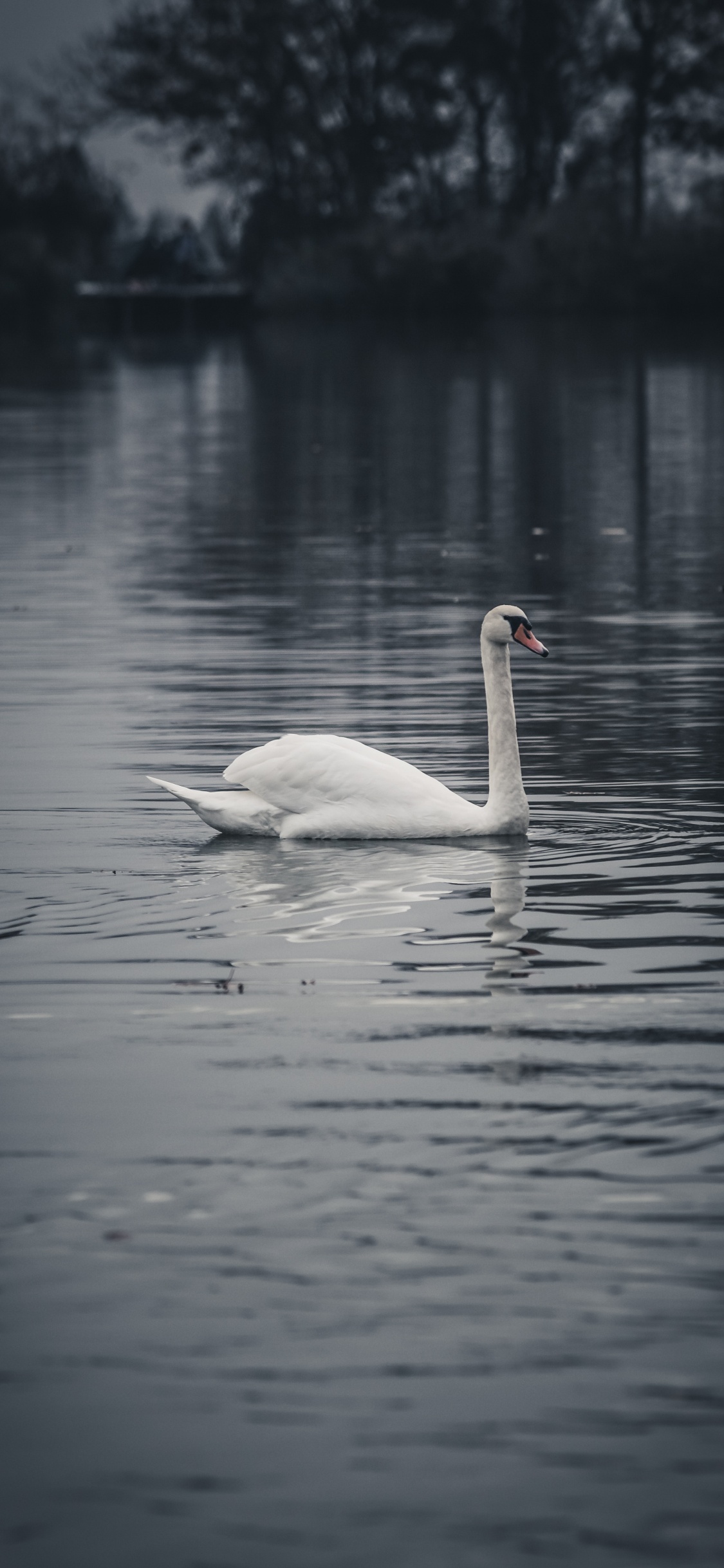 Cygne Blanc Sur L'eau Pendant la Journée. Wallpaper in 1125x2436 Resolution