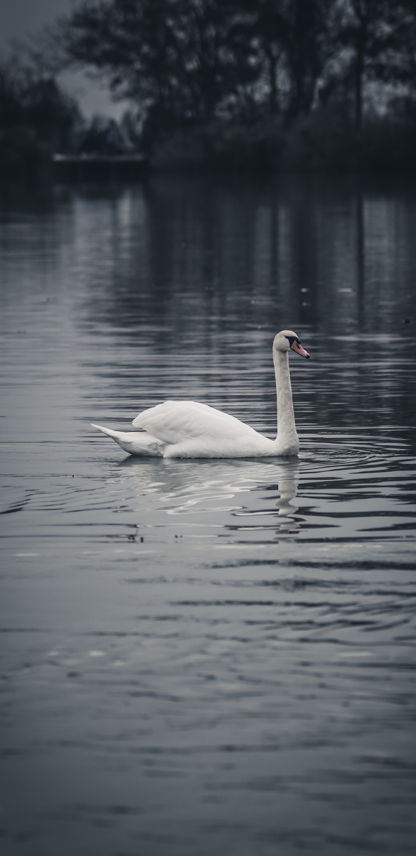 White Swan on Water During Daytime. Wallpaper in 1440x2960 Resolution