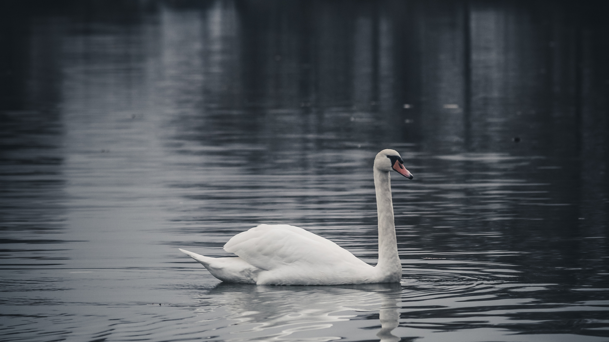 White Swan on Water During Daytime. Wallpaper in 2560x1440 Resolution