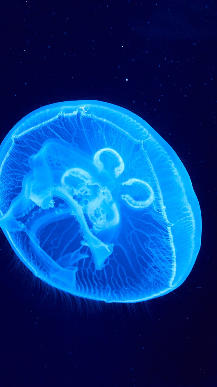 Blue Jellyfish in Black Background. Wallpaper in 720x1280 Resolution