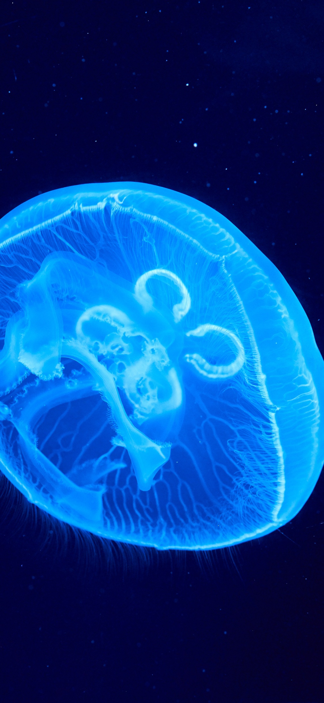 Medusa Azul en Fondo Negro. Wallpaper in 1125x2436 Resolution