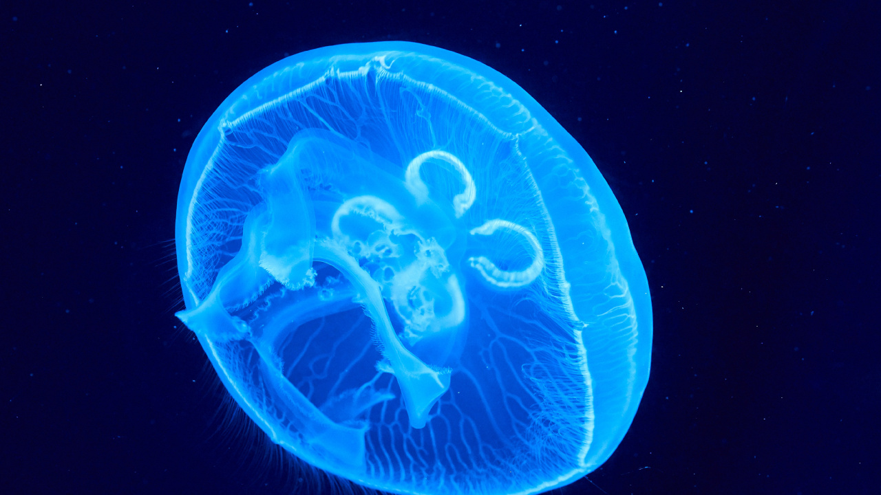 Medusa Azul en Fondo Negro. Wallpaper in 1280x720 Resolution