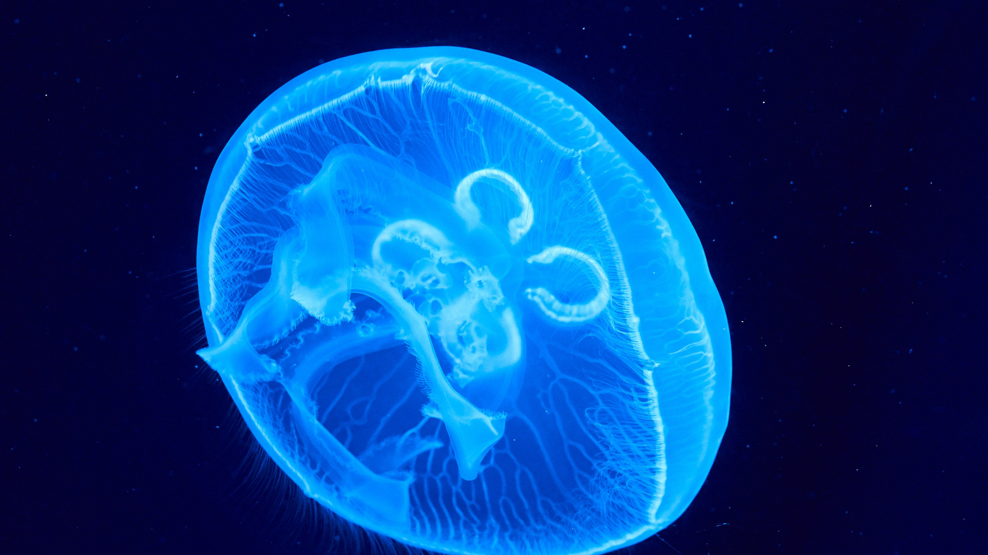 Medusa Azul en Fondo Negro. Wallpaper in 1920x1080 Resolution