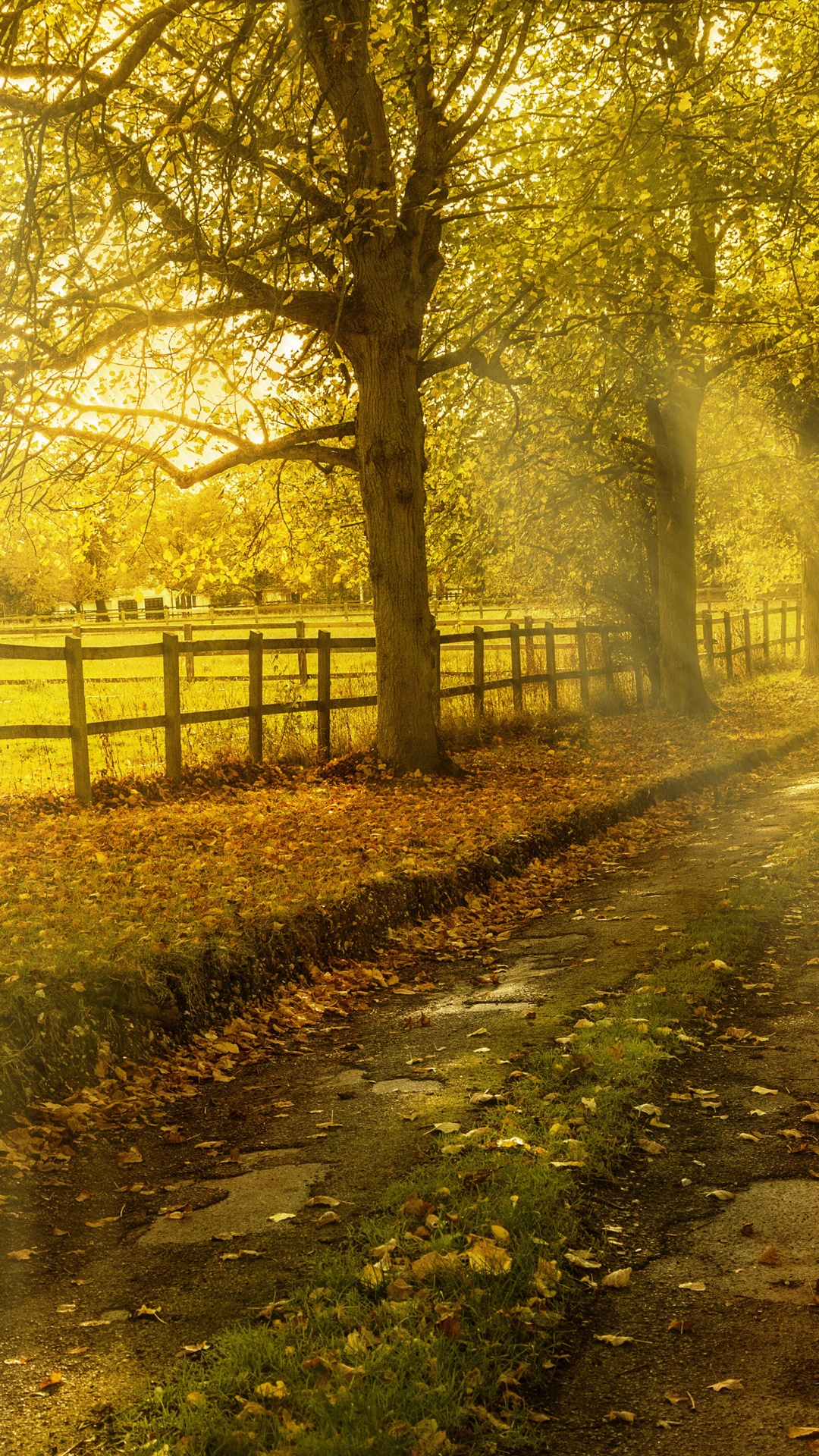 Green Trees on Brown Soil During Daytime. Wallpaper in 1080x1920 Resolution