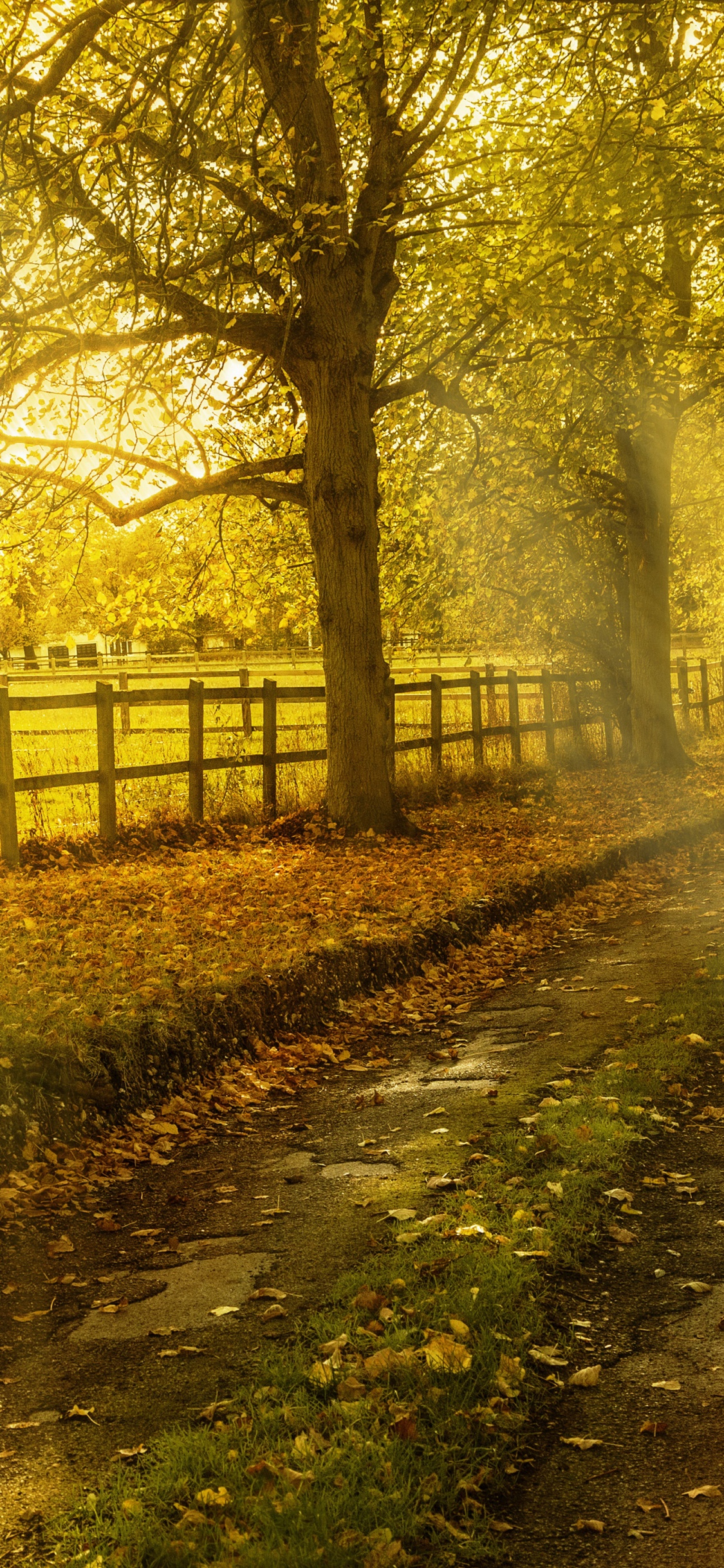 Green Trees on Brown Soil During Daytime. Wallpaper in 1125x2436 Resolution