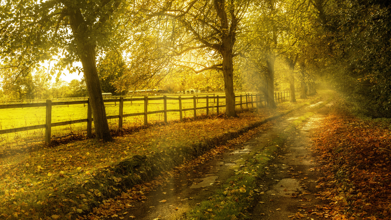 Green Trees on Brown Soil During Daytime. Wallpaper in 1280x720 Resolution