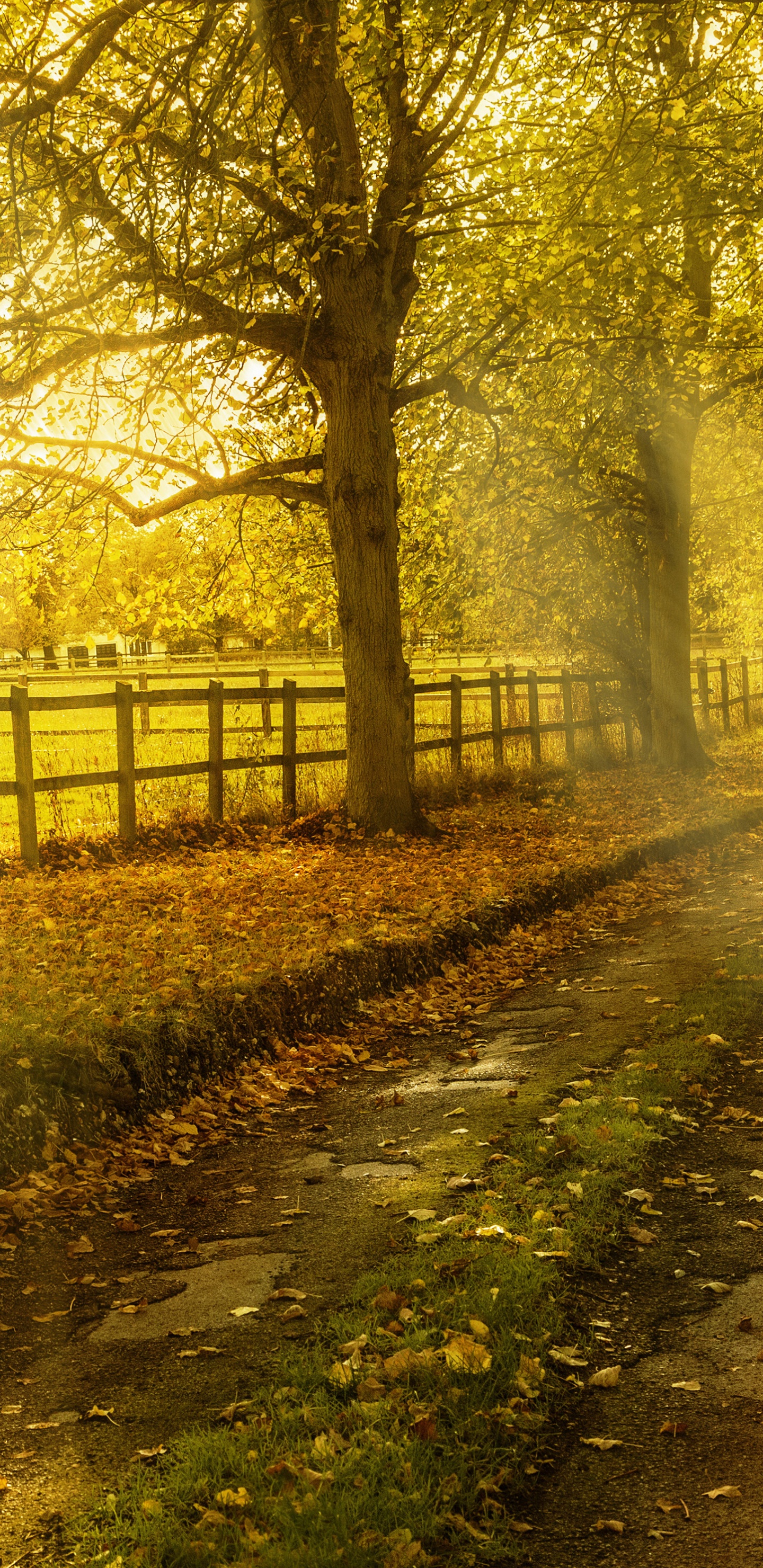 Green Trees on Brown Soil During Daytime. Wallpaper in 1440x2960 Resolution