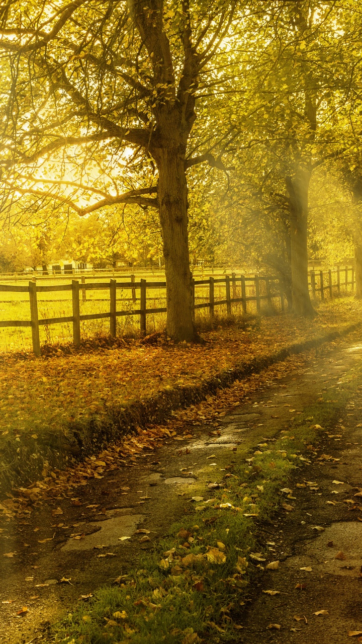 Green Trees on Brown Soil During Daytime. Wallpaper in 720x1280 Resolution