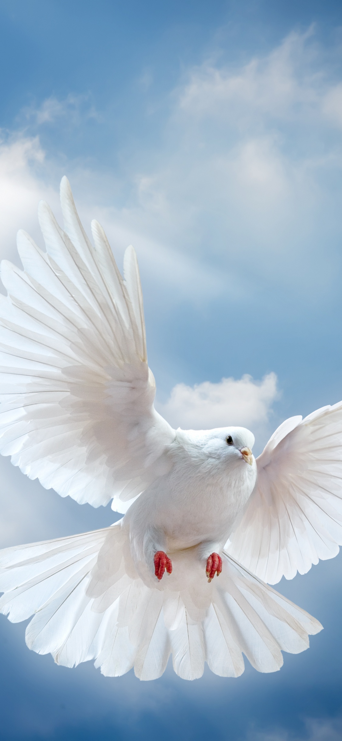 Oiseau Blanc Volant Sous Des Nuages Blancs Pendant la Journée. Wallpaper in 1125x2436 Resolution