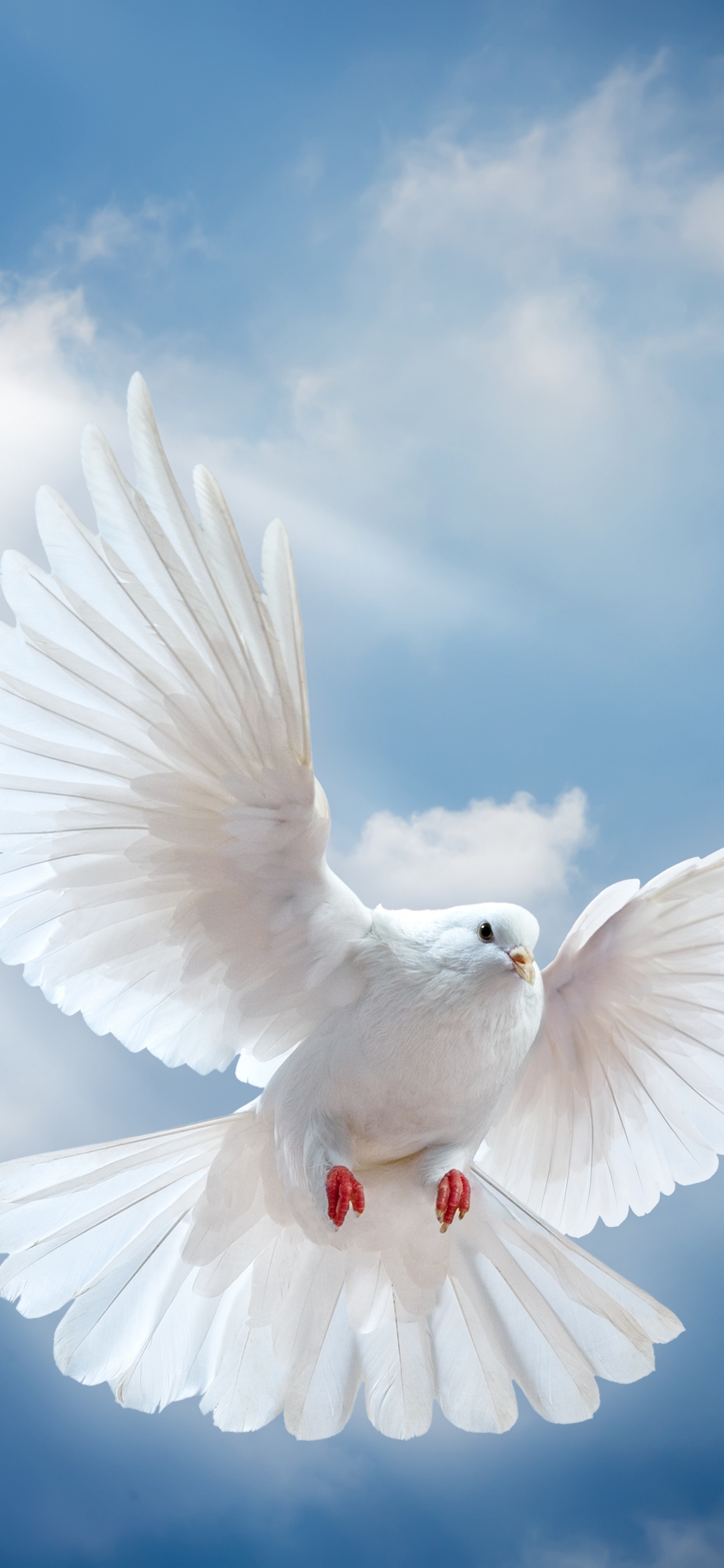 Oiseau Blanc Volant Sous Des Nuages Blancs Pendant la Journée. Wallpaper in 1242x2688 Resolution