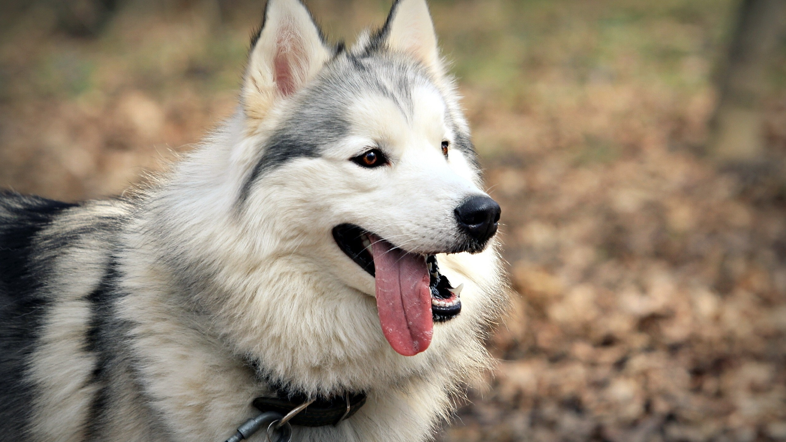 White and Black Siberian Husky. Wallpaper in 2560x1440 Resolution