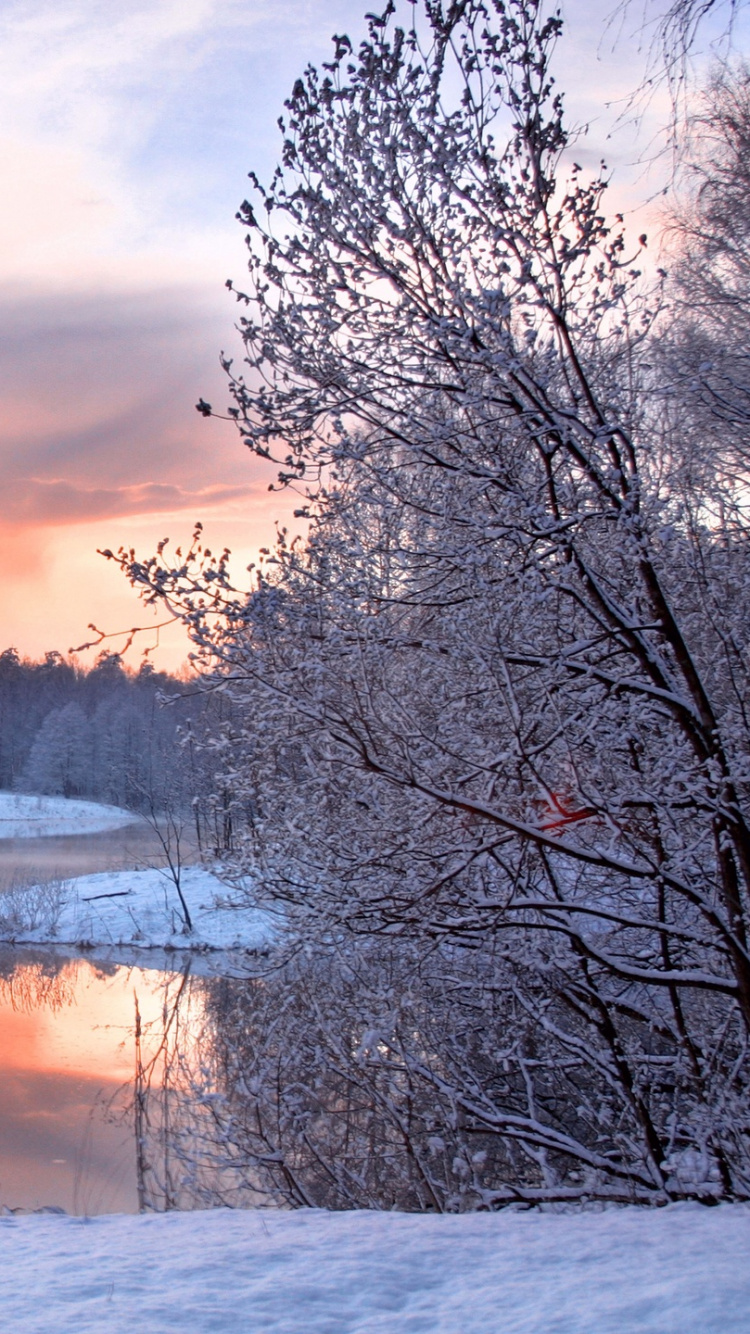 Schneebedeckte Bäume Und Felder Bei Sonnenuntergang. Wallpaper in 750x1334 Resolution