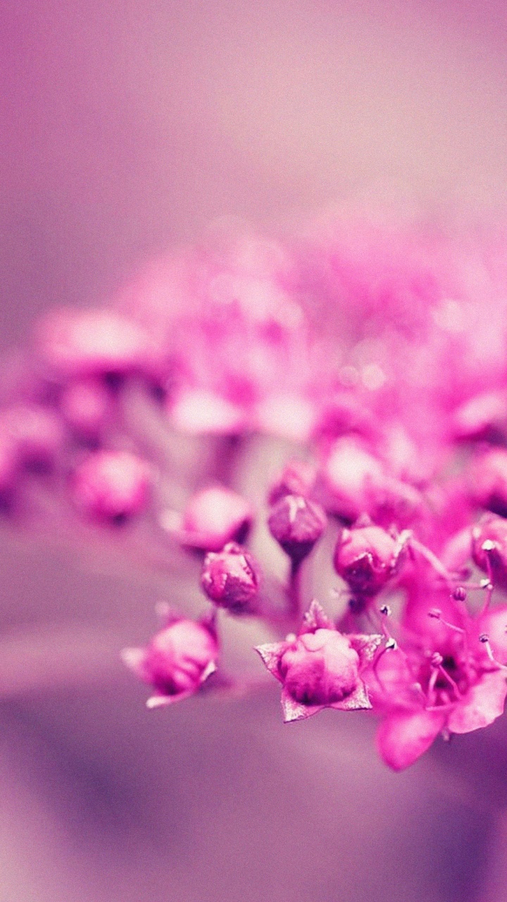 Fleur Rose en Macro Shot. Wallpaper in 720x1280 Resolution