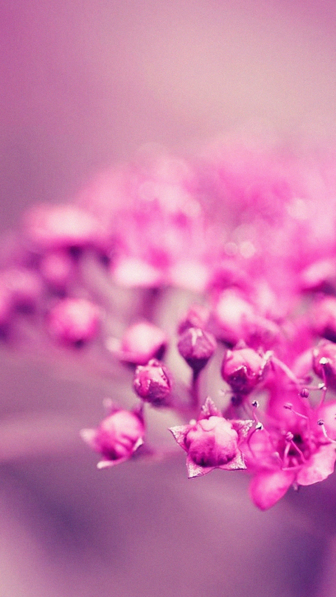 Flor Rosa, En, Macro, Tiro. Wallpaper in 1080x1920 Resolution