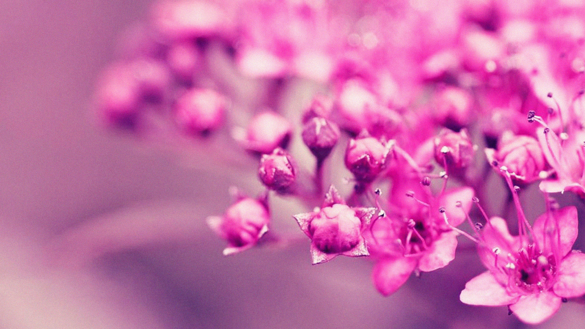 Flor Rosa, En, Macro, Tiro. Wallpaper in 1920x1080 Resolution