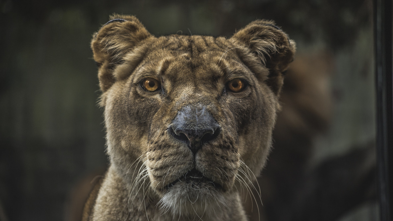 Brown Lion With Blue Eyes. Wallpaper in 1280x720 Resolution