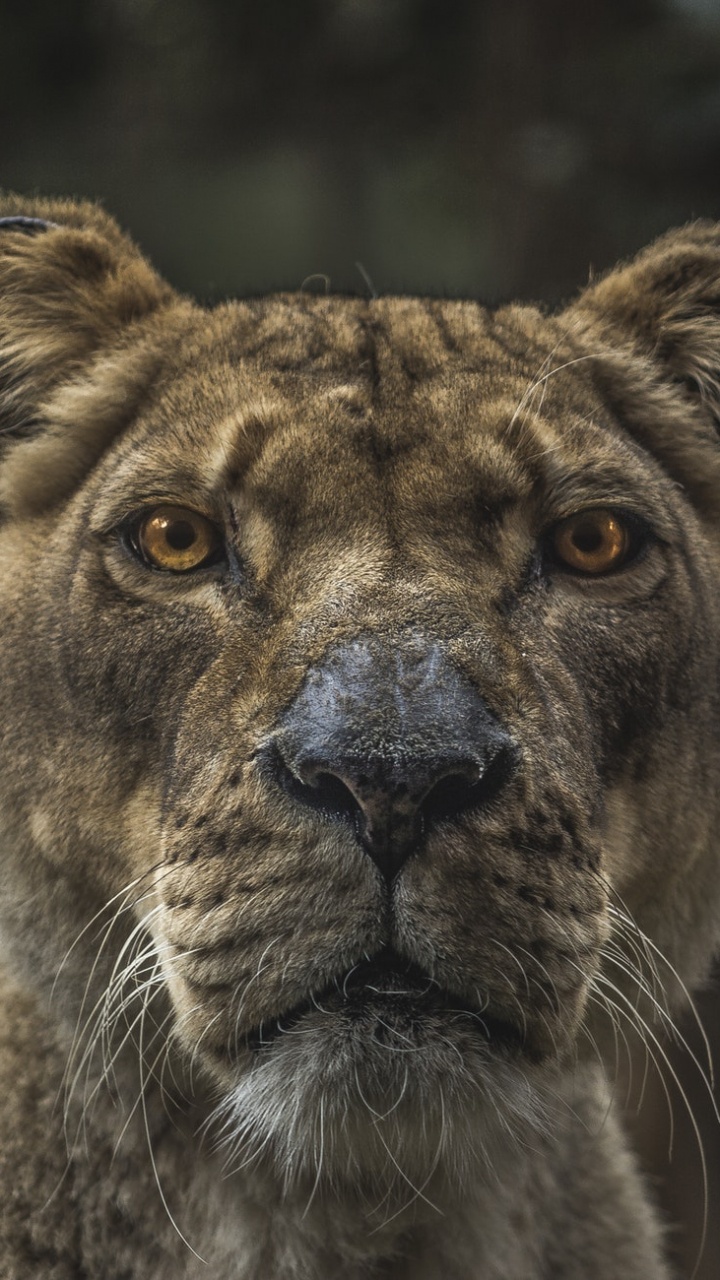 Brown Lion With Blue Eyes. Wallpaper in 720x1280 Resolution