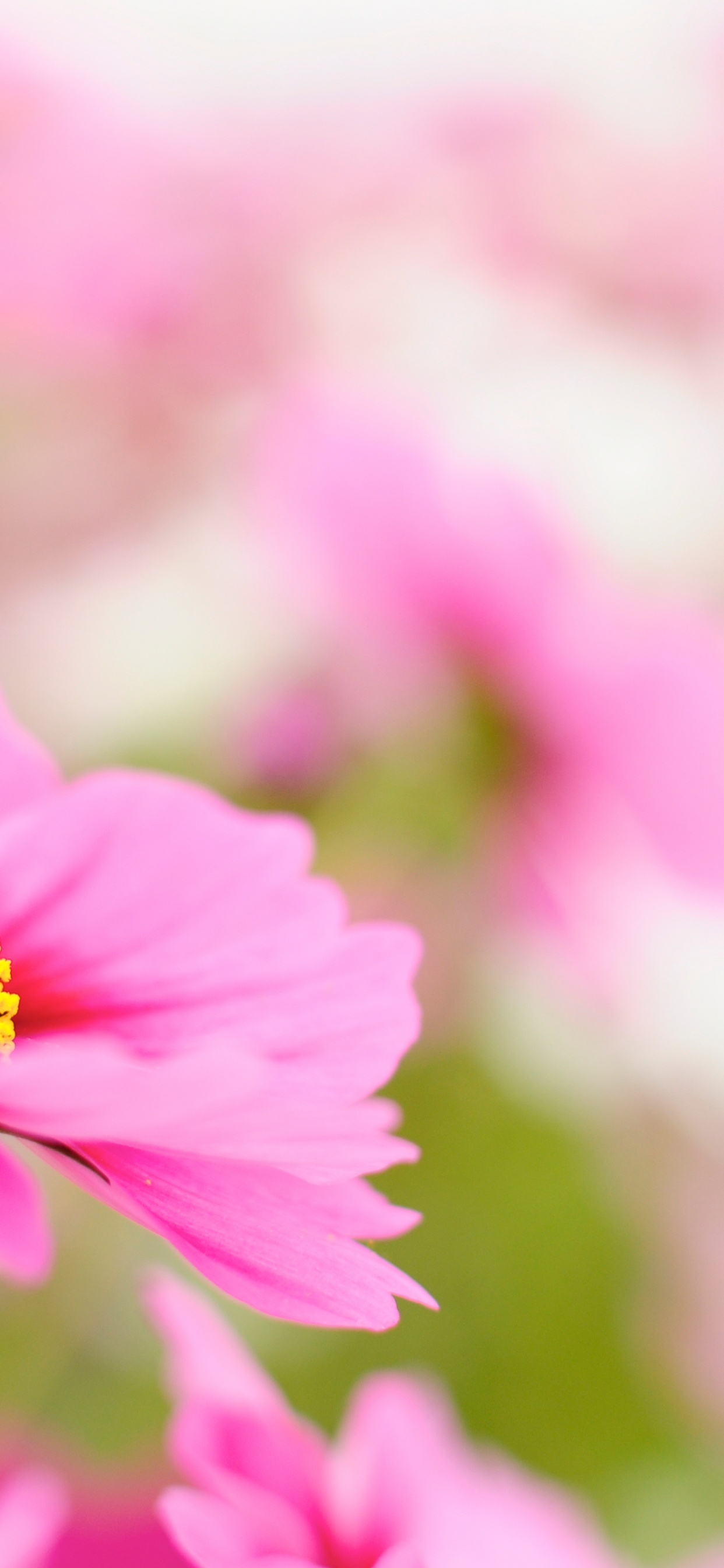 Cosmos, Pétalo, Rosa, Planta Herbácea, Planta Anual. Wallpaper in 1242x2688 Resolution