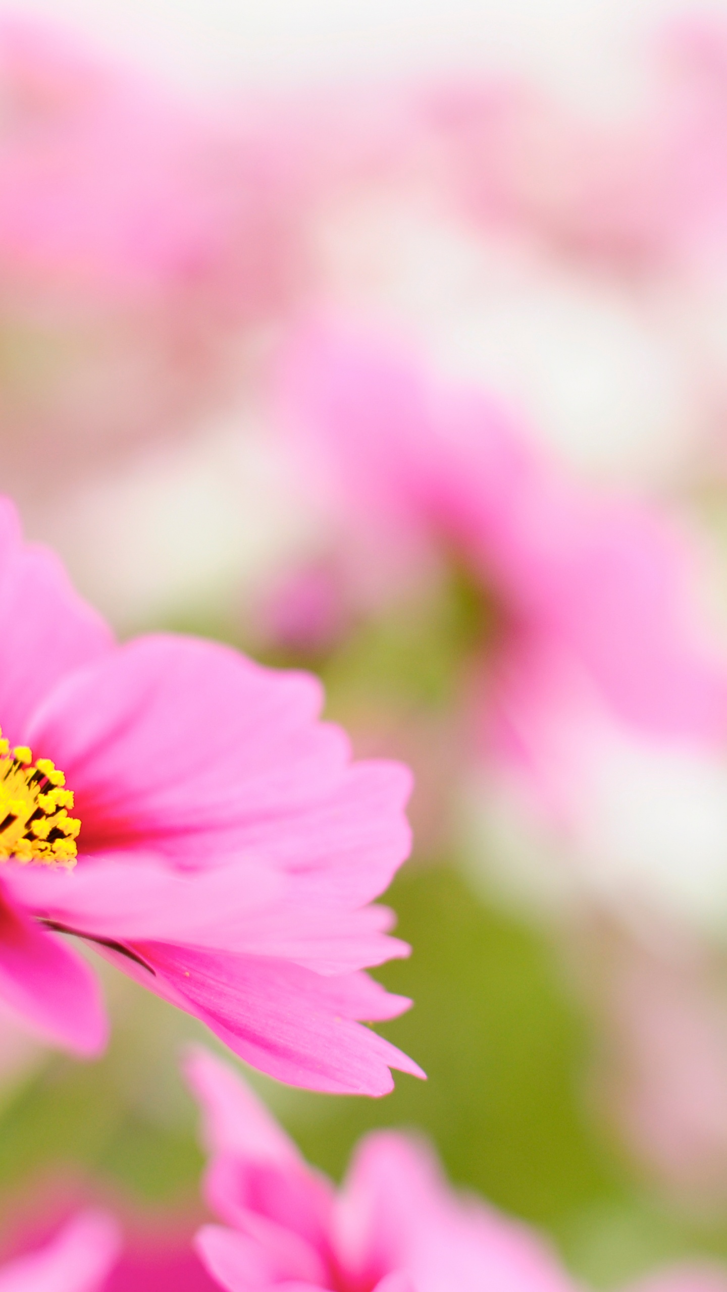 Flower, Cosmos, Plant, Petal, Pink. Wallpaper in 1440x2560 Resolution