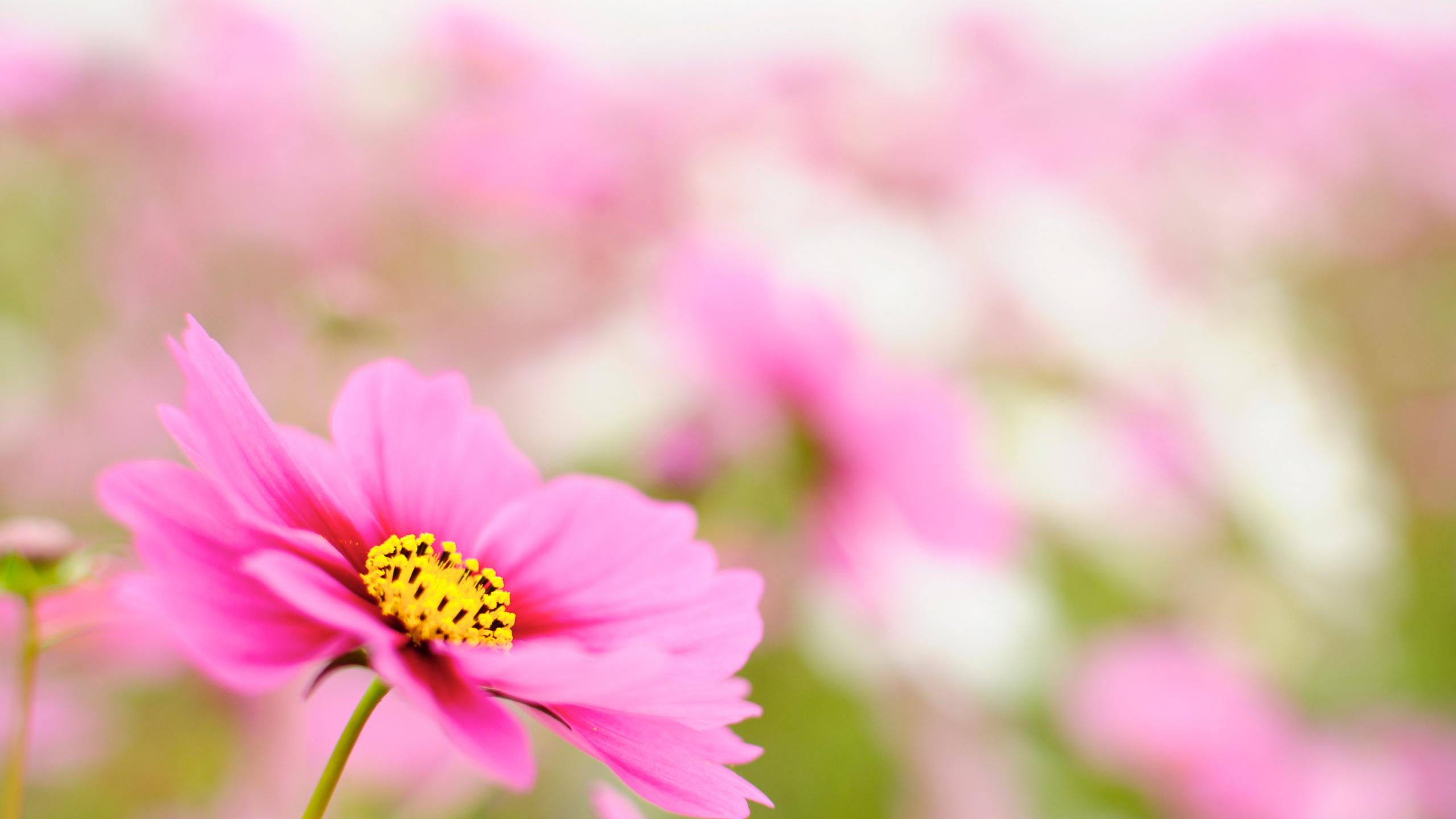 Flower, Cosmos, Plant, Petal, Pink. Wallpaper in 2560x1440 Resolution