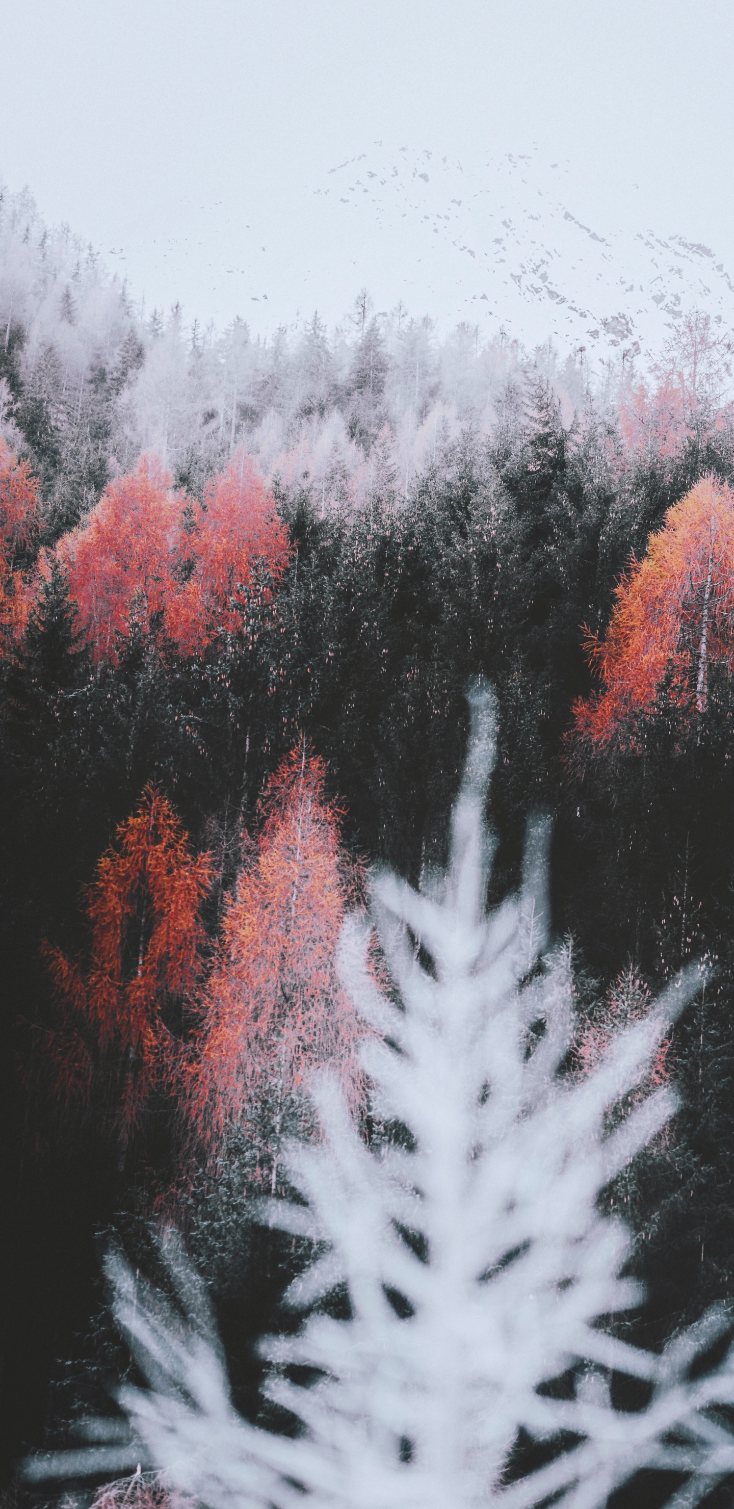 Natur, Blatt, Branch, Naturlandschaft, Terrestrische Pflanzen. Wallpaper in 1440x2960 Resolution