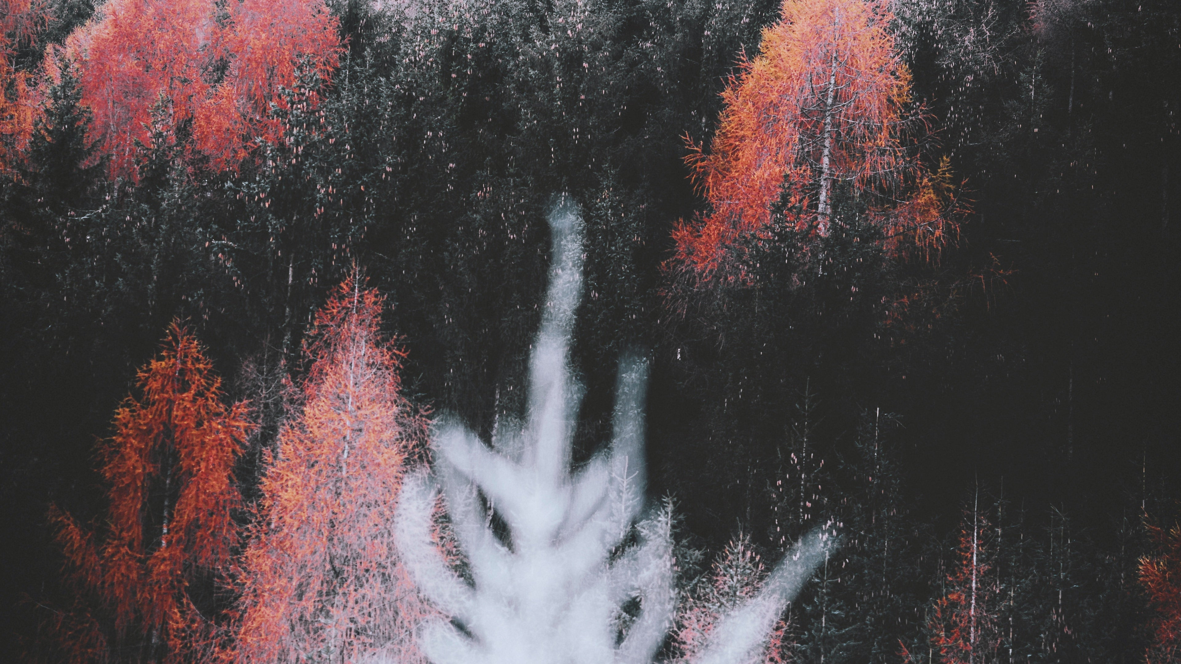 Naturaleza, Sucursal, Paisaje Natural, Planta Terrestre, Ramita. Wallpaper in 3840x2160 Resolution