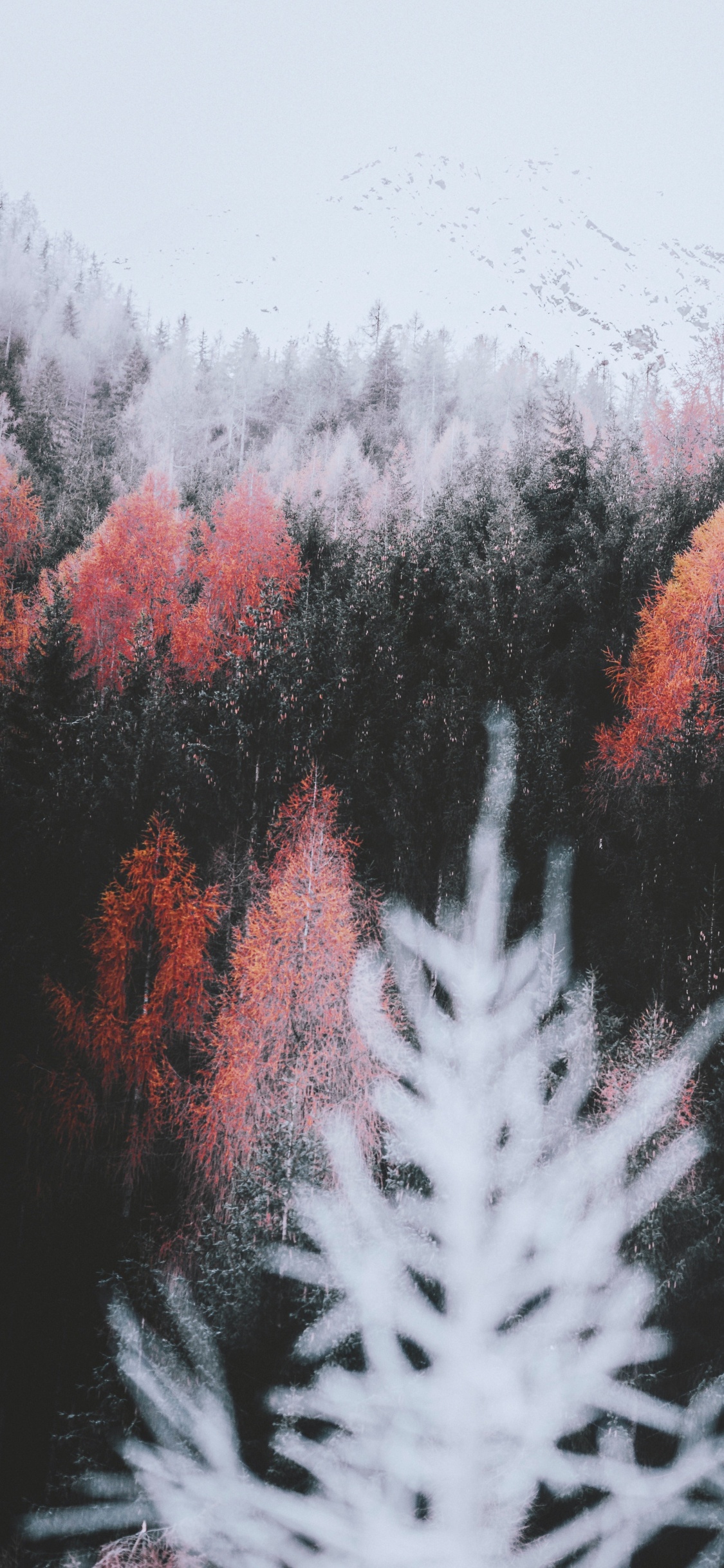 Nature, Feuille, Paysage Naturel, Plante Terrestre, Rameau. Wallpaper in 1125x2436 Resolution