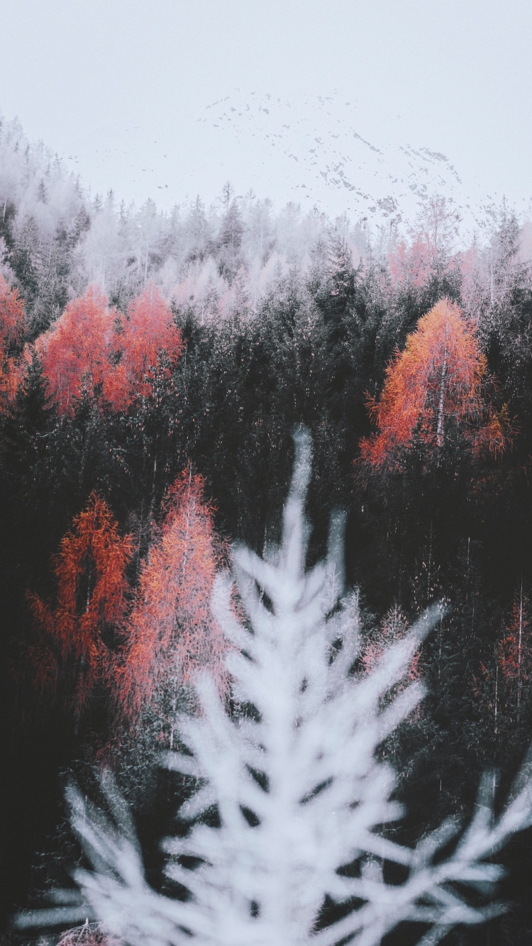 Nature, Feuille, Paysage Naturel, Plante Terrestre, Rameau. Wallpaper in 750x1334 Resolution