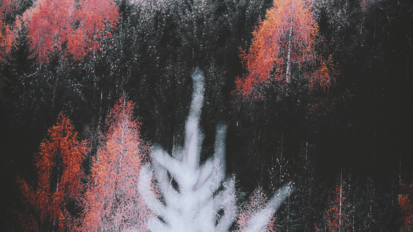 Nature, Leaf, Plant, Branch, Natural Landscape. Wallpaper in 1366x768 Resolution