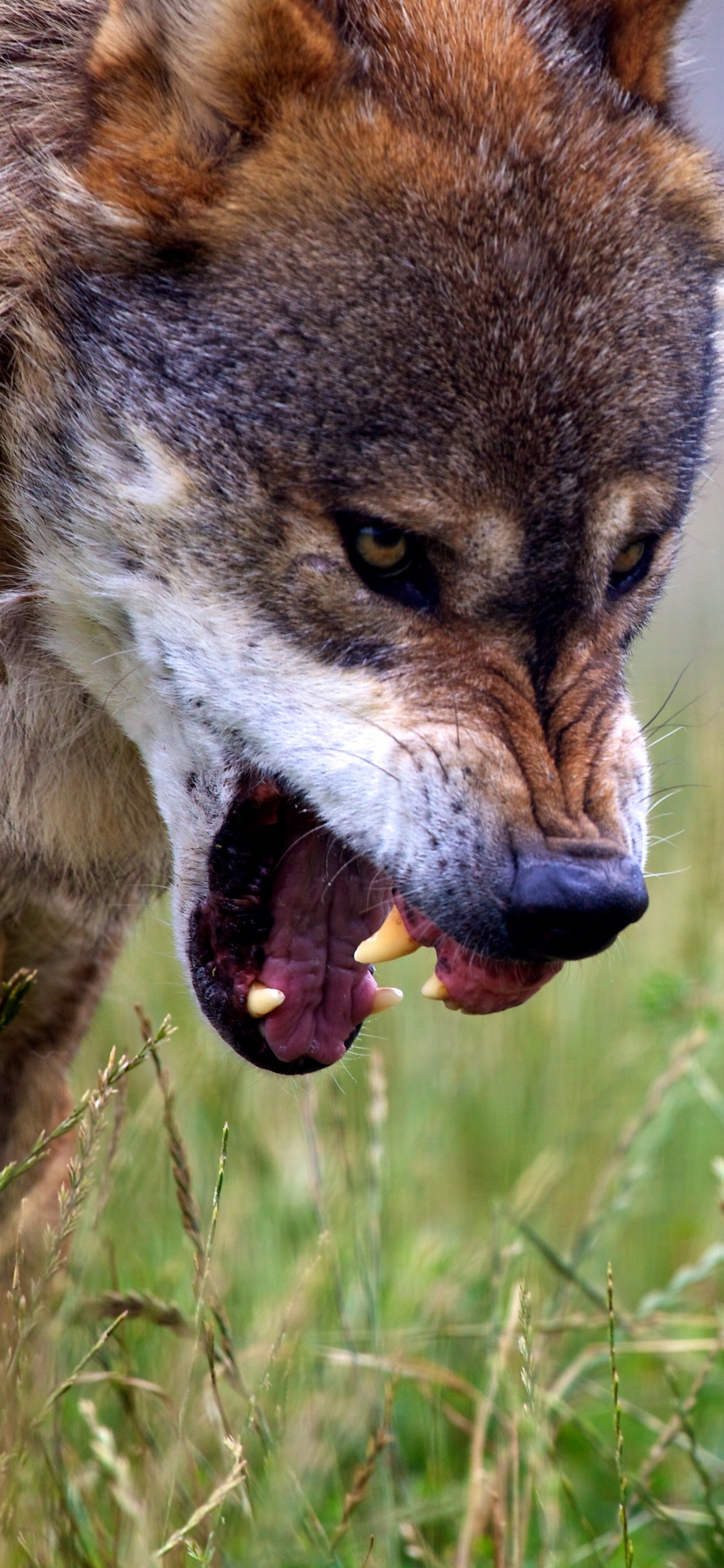 Brown Wolf on Green Grass During Daytime. Wallpaper in 1242x2688 Resolution