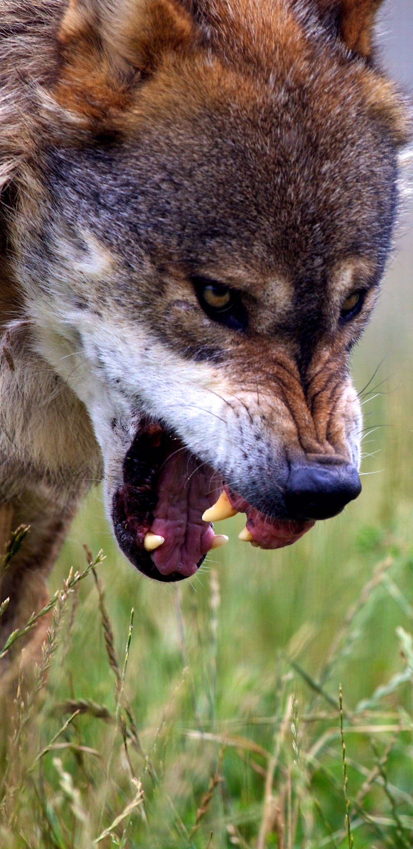Loup Brun Sur L'herbe Verte Pendant la Journée. Wallpaper in 1440x2960 Resolution