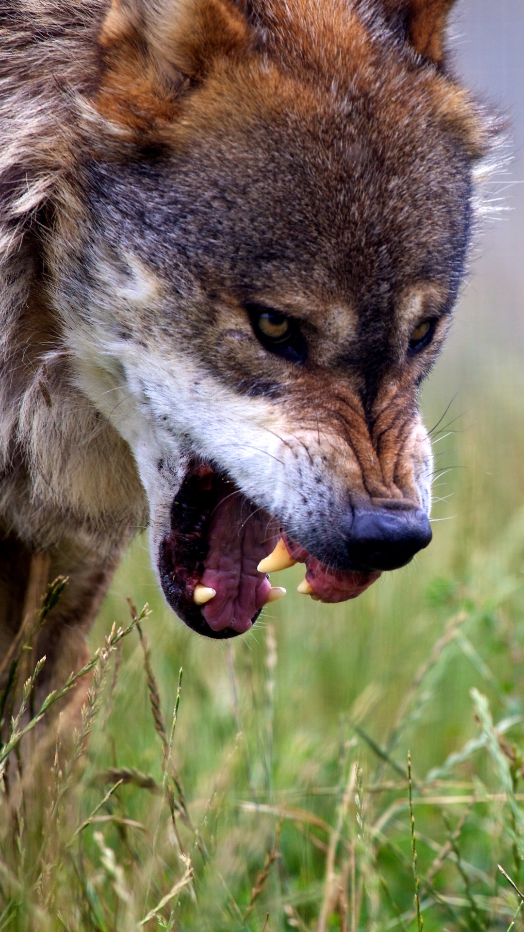 Brauner Wolf Auf Grünem Gras Tagsüber. Wallpaper in 1080x1920 Resolution