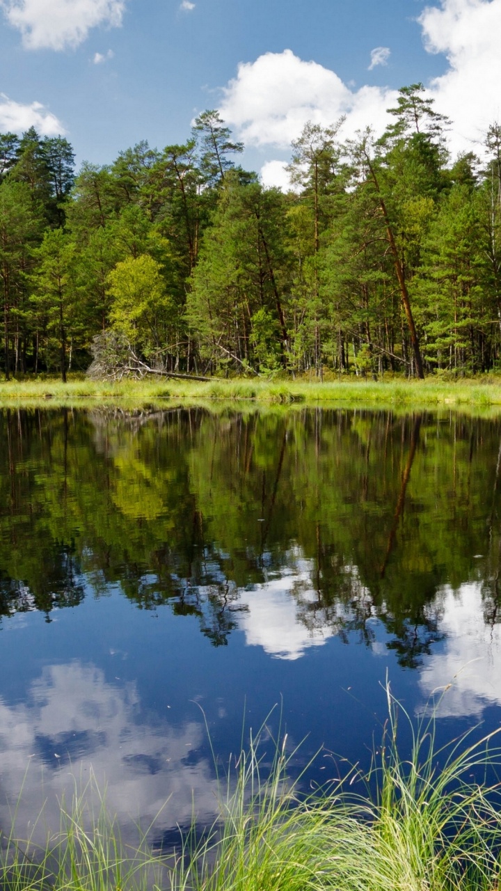 Green Trees Beside River Under Blue Sky During Daytime. Wallpaper in 720x1280 Resolution