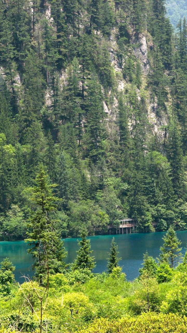 Green Trees Beside Lake During Daytime. Wallpaper in 720x1280 Resolution
