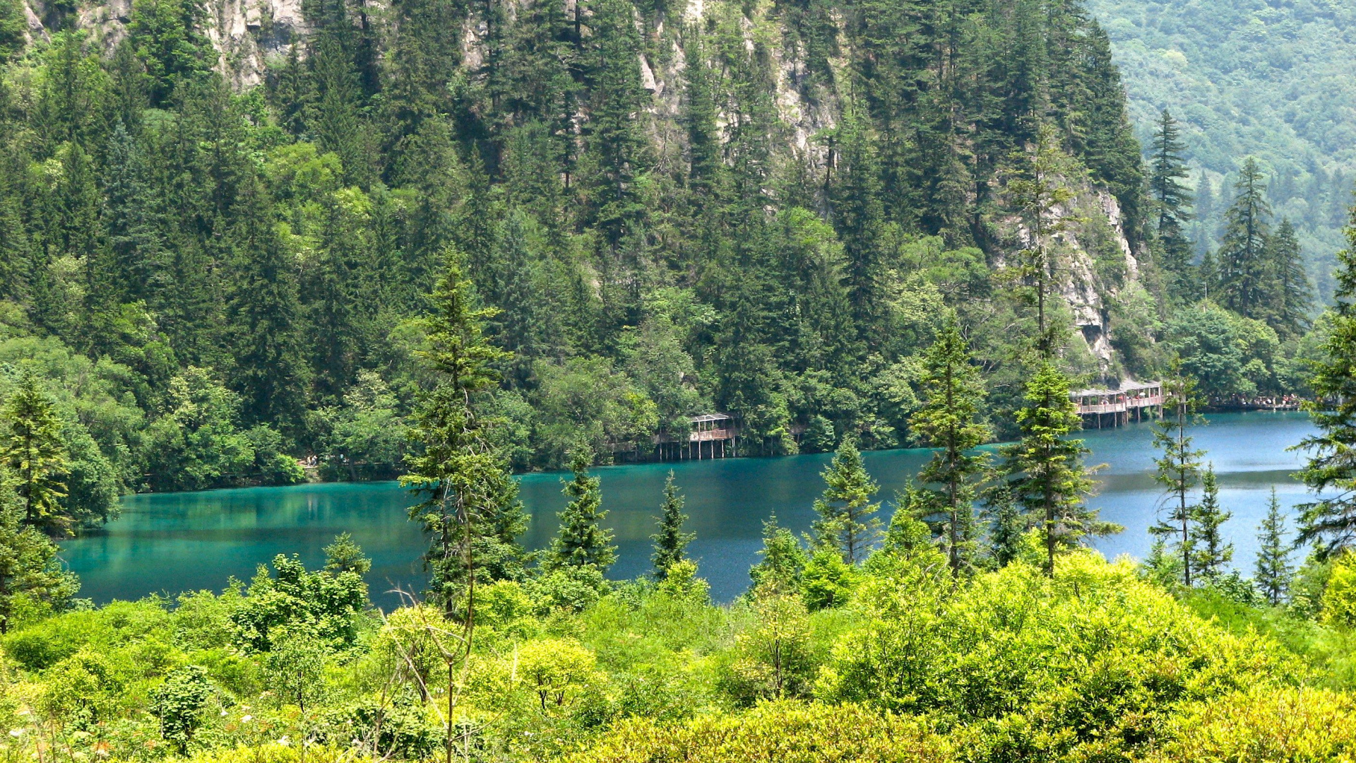 Tagsüber Grüne Bäume am See. Wallpaper in 1920x1080 Resolution