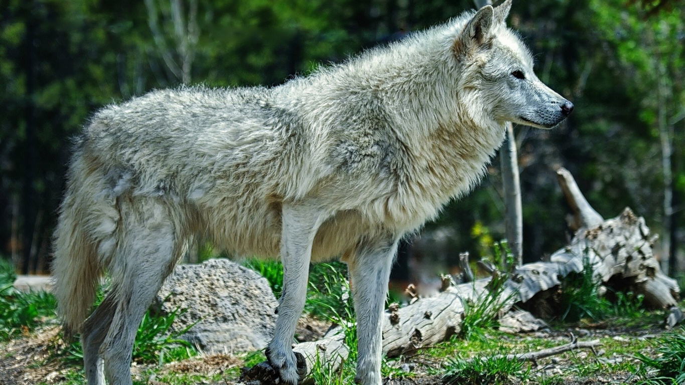 Loup Blanc Marchant Sur L'herbe Verte Pendant la Journée. Wallpaper in 1366x768 Resolution