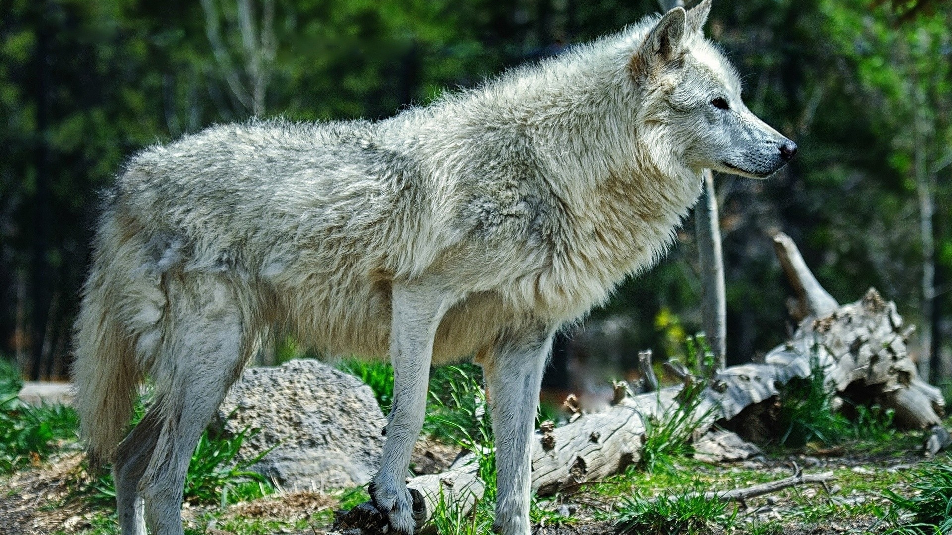 Weißer Wolf, Der Tagsüber Auf Grünem Gras Läuft. Wallpaper in 1920x1080 Resolution