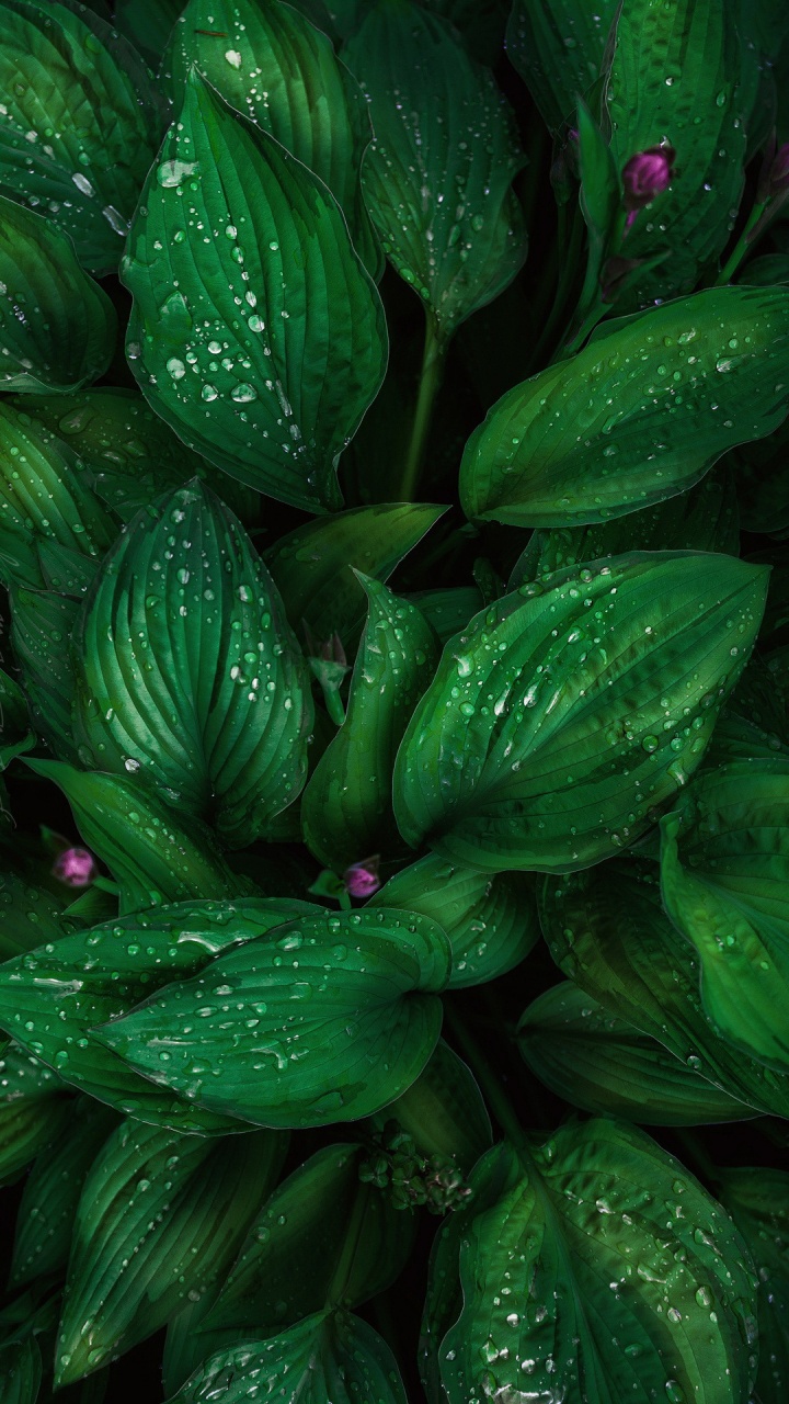 绿色的, 陆地上的植物, 植被, 地被, 显花植物 壁纸 720x1280 允许