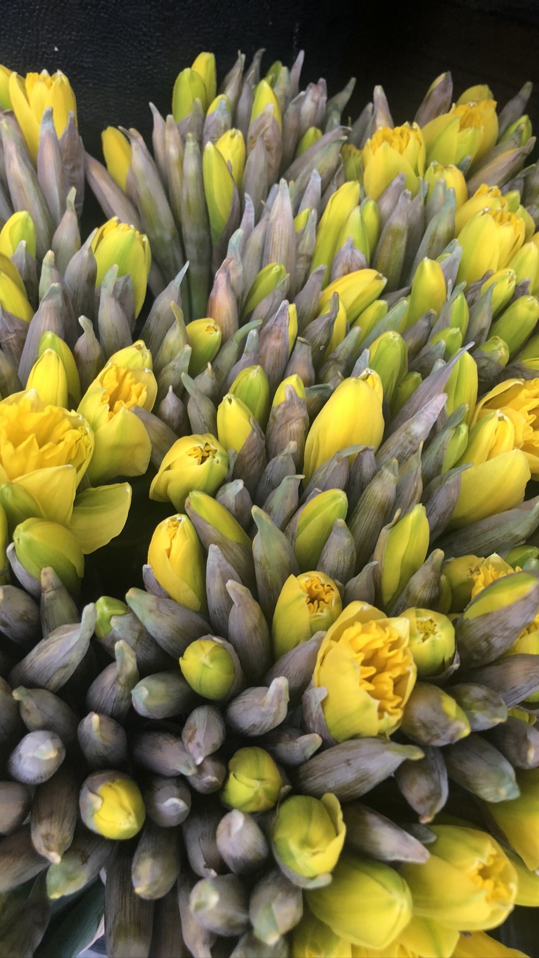 Sauvages, Sciences, Physique, Jaune, Bourgeon. Wallpaper in 1080x1920 Resolution