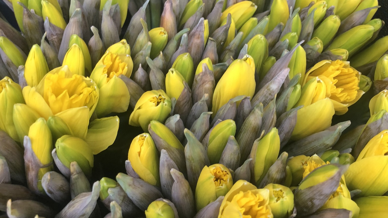 野花, 科学, 物理学, 黄色的, Bud 壁纸 1280x720 允许