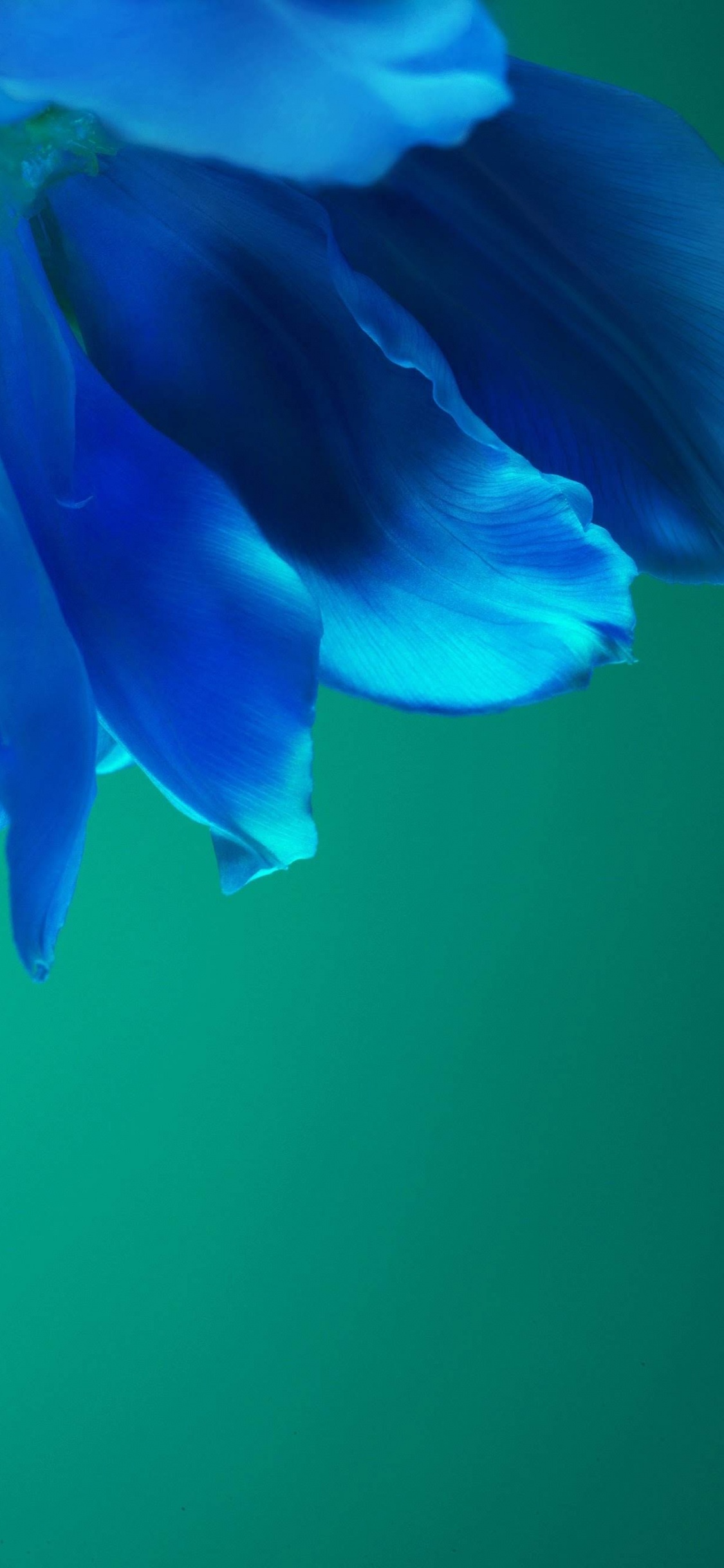 Huawei, Huawei P40 Pro, Huawei P40, Android, Smartphone. Wallpaper in 1125x2436 Resolution