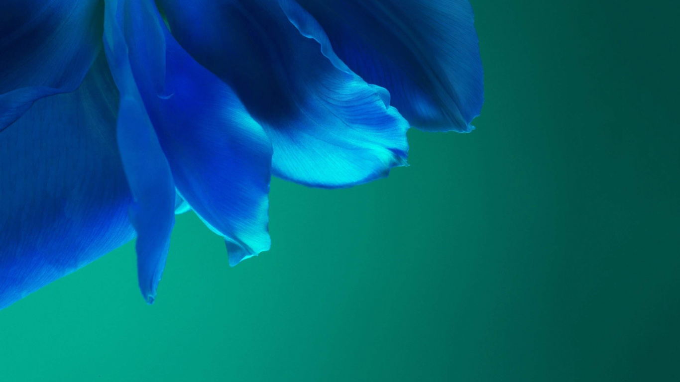 Huawei, Huawei P40 Pro, Huawei P40, Android, Smartphone. Wallpaper in 1366x768 Resolution