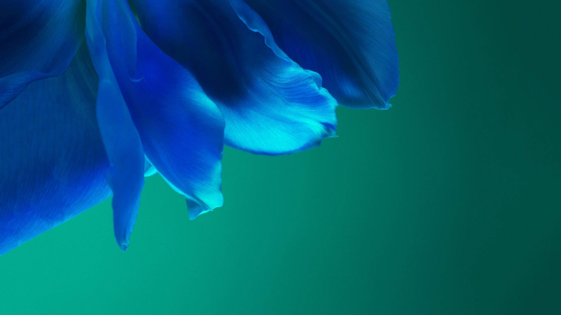 Huawei, Huawei P40 Pro, Huawei P40, Android, Smartphone. Wallpaper in 1920x1080 Resolution