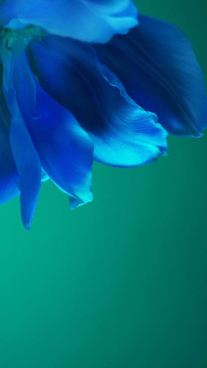 Huawei, Huawei P40 Pro, Huawei P40, Android, Smartphone. Wallpaper in 720x1280 Resolution