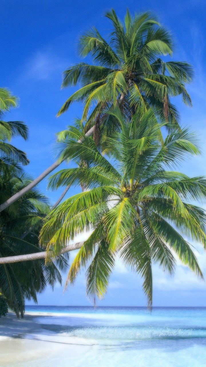 Grüne Palme am Weißen Sandstrand Tagsüber. Wallpaper in 720x1280 Resolution