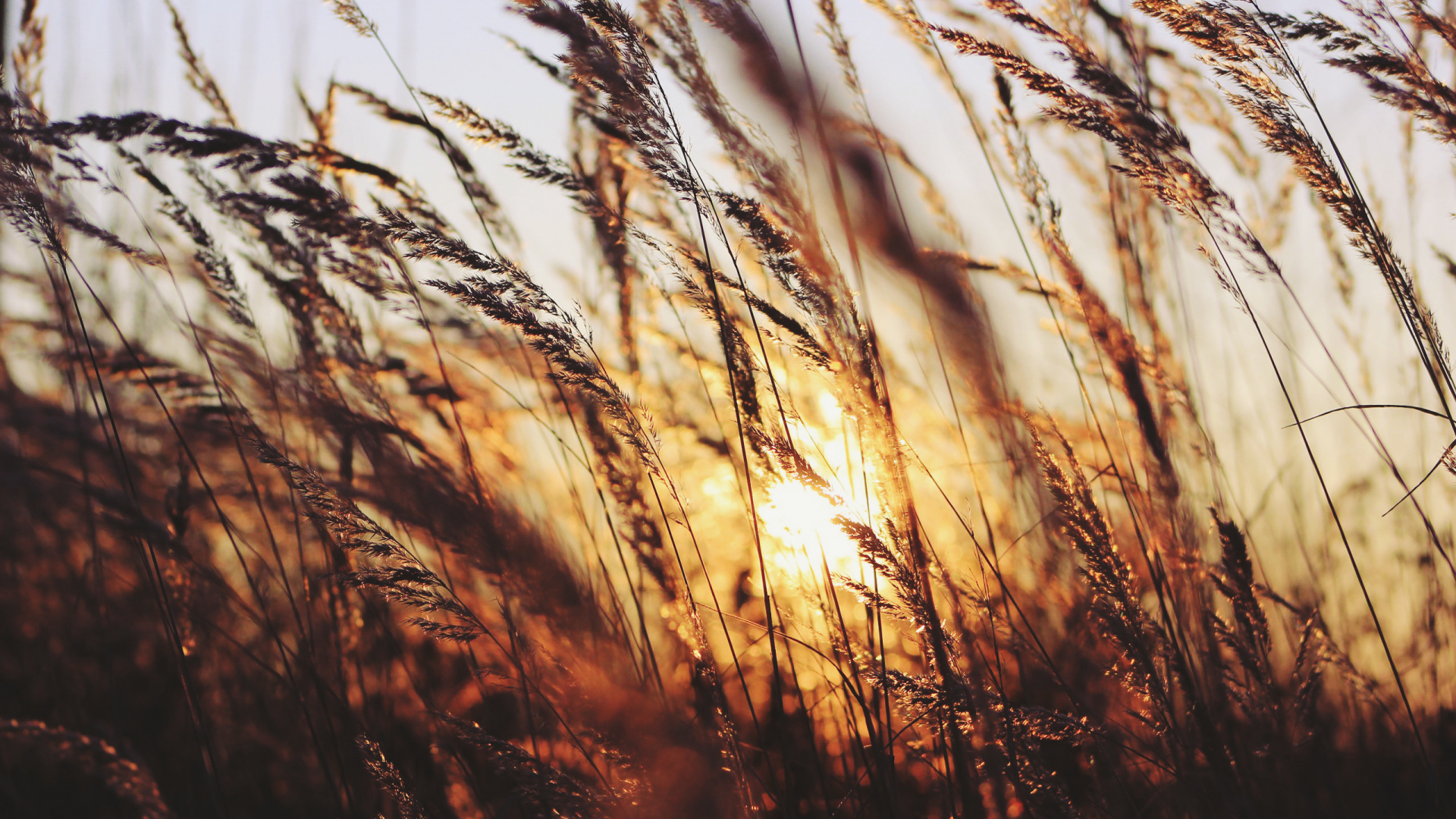 Herbe Brune Pendant L'heure D'or. Wallpaper in 1920x1080 Resolution